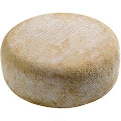 brebis fermier matocq