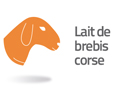 lait de brebis corse